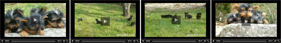 perrospeques.com | Nuevos VIDEOS cachorros YORKSHIRE