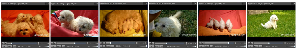 perrospeques.com | Nuevos VIDEOS cachorros raza CANICHE